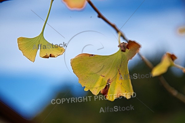 Autumn leaf color