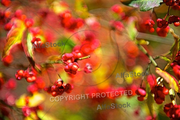 Autumn leaf color