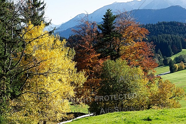 Autumn leaf color