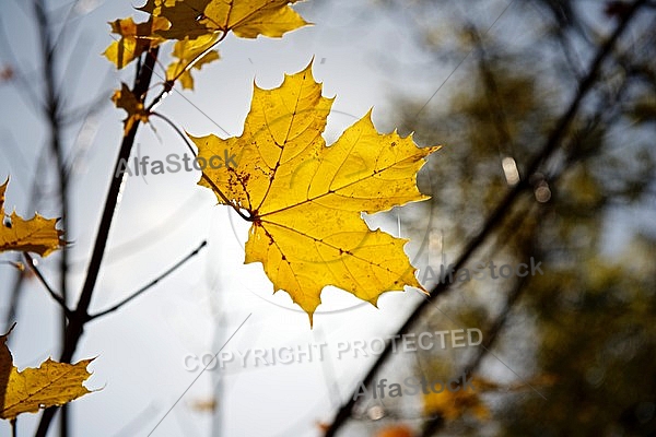 Autumn leaf color