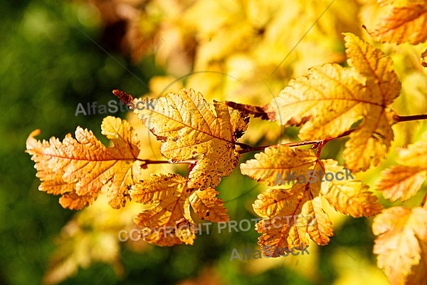 Autumn leaf color