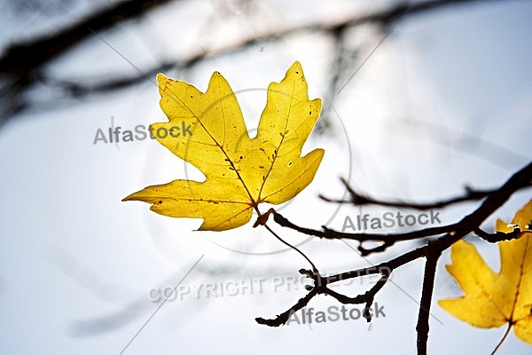 Autumn leaf color