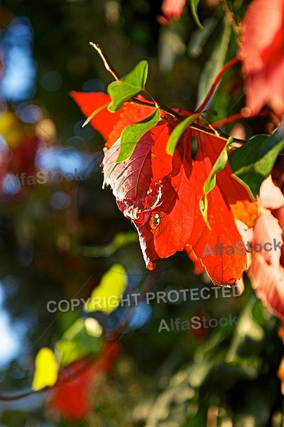 Autumn leaf color