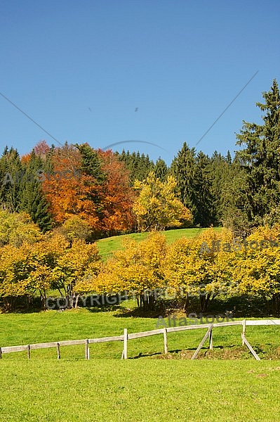 Autumn leaf color