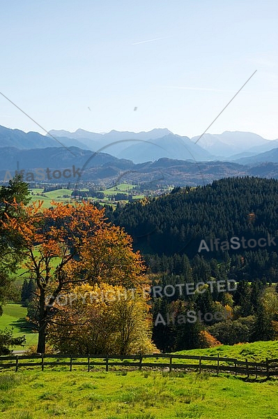 Autumn leaf color