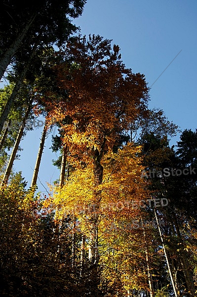 Autumn leaf color