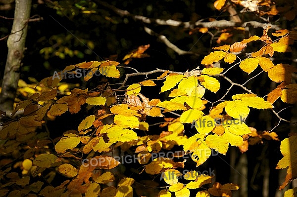 Autumn leaf color