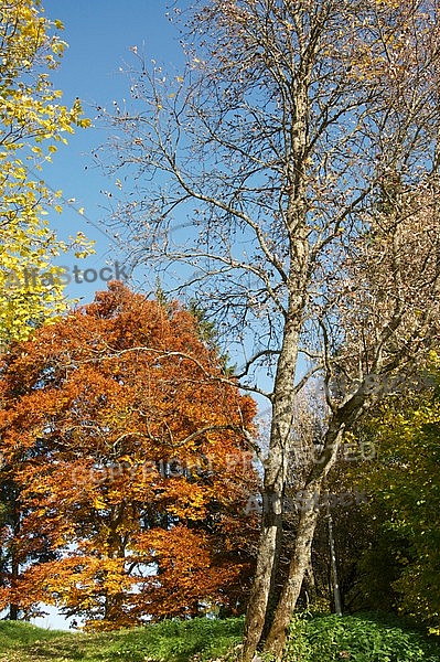 Autumn leaf color