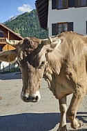 Bad Hindelang, Bavaria, Germany