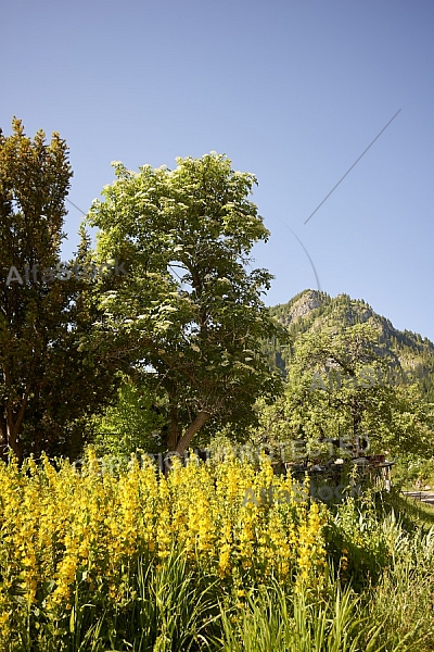 Bad Hindelang, Bavaria, Germany