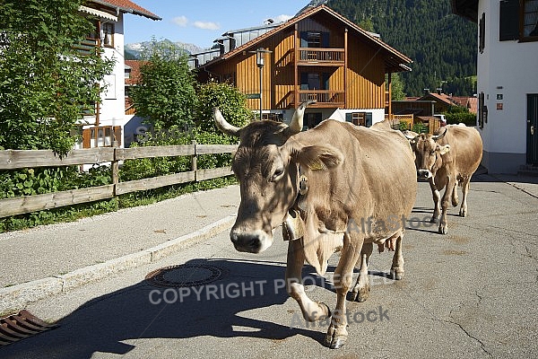 Bad Hindelang, Bavaria, Germany