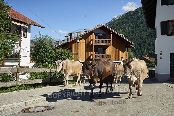 Bad Hindelang, Bavaria, Germany