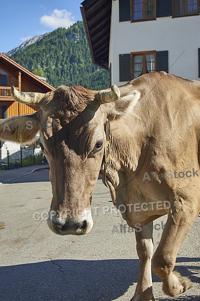 Bad Hindelang, Bavaria, Germany