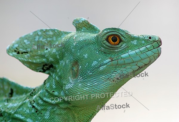 Basilisk image from a close