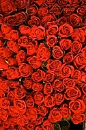 Beautiful floral red rose background