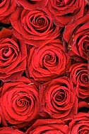 Beautiful floral red rose background