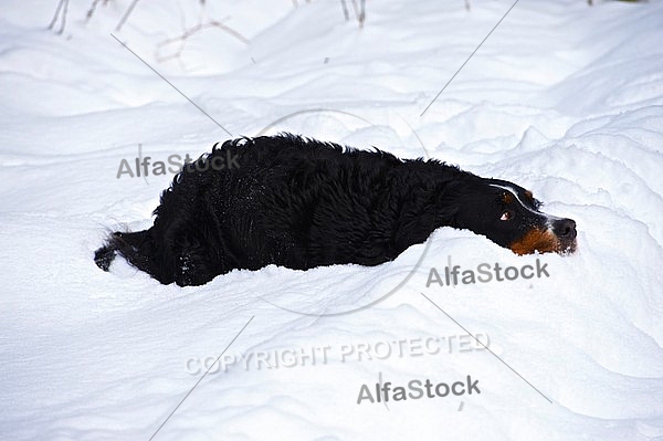 Bernese Mountain Dog in snow 