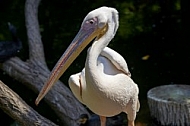 Bird, background, Wilhelma, Stuttgart