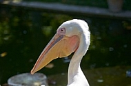 Bird, background, Wilhelma, Stuttgart