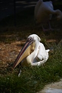 Bird, background, Wilhelma, Stuttgart