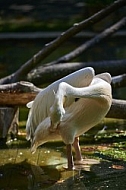 Bird, background, Wilhelma, Stuttgart