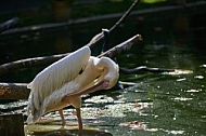 Bird, background, Wilhelma, Stuttgart