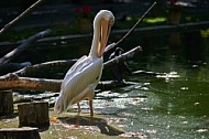 Bird, background, Wilhelma, Stuttgart