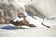 Bird, background, Wilhelma, Stuttgart