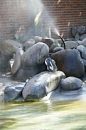 Bird, background, Wilhelma, Stuttgart