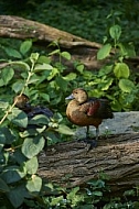 Bird, background, Wilhelma, Stuttgart