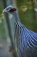 Bird, background, Wilhelma, Stuttgart