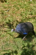 Bird, background, Wilhelma, Stuttgart