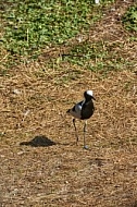 Bird, background, Wilhelma, Stuttgart