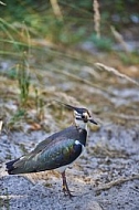 Bird, background, Wilhelma, Stuttgart