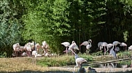 Bird, background, Wilhelma, Stuttgart