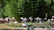 Bird, background, Wilhelma, Stuttgart