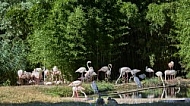 Bird, background, Wilhelma, Stuttgart