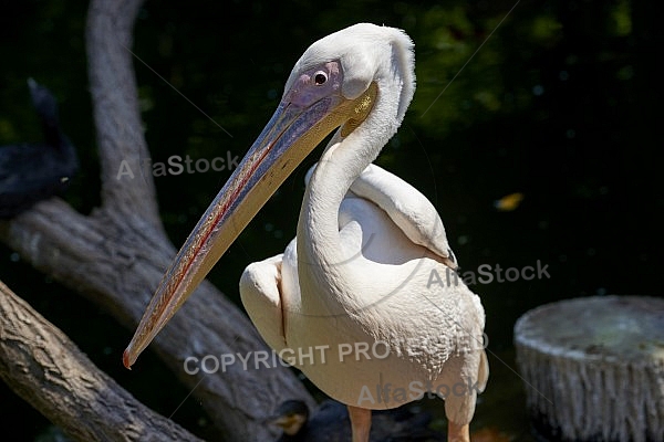 Bird, background, Wilhelma, Stuttgart