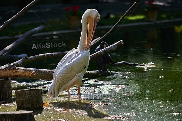 Bird, background, Wilhelma, Stuttgart