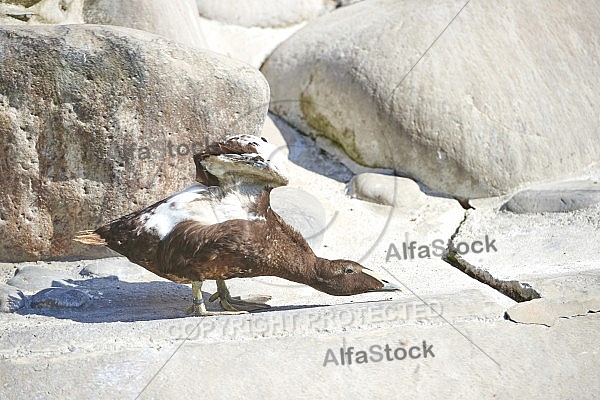 Bird, background, Wilhelma, Stuttgart