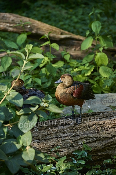 Bird, background, Wilhelma, Stuttgart