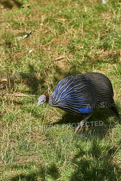 Bird, background, Wilhelma, Stuttgart