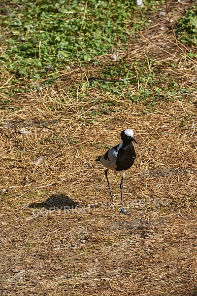 Bird, background, Wilhelma, Stuttgart