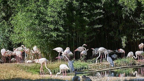 Bird, background, Wilhelma, Stuttgart