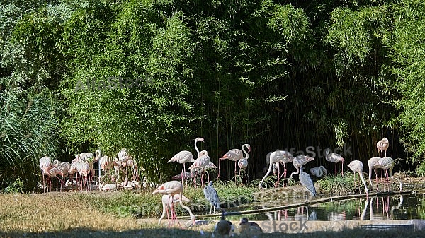 Bird, background, Wilhelma, Stuttgart