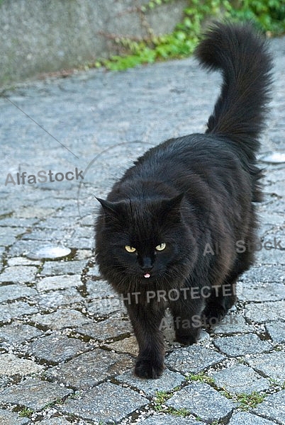 Black cat on the paving