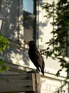 Black raven