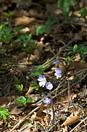 Blue flower forest