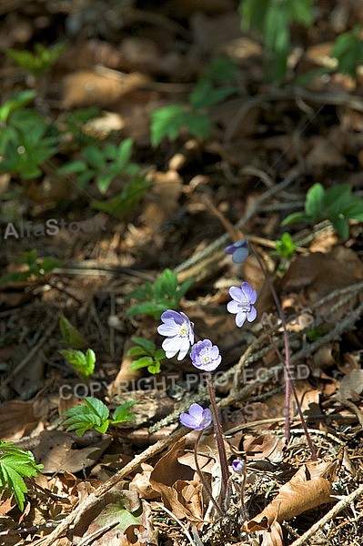 Blue flower forest