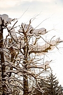 Blue sky, trees, winter